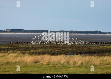 Troupeau de mouettes volant au-dessus de la boue plate à marée basse et vue de l'île Amrum, patrimoine mondial de la nature mer de Wadden, îles de la Frise du Nord, Allemagne Banque D'Images