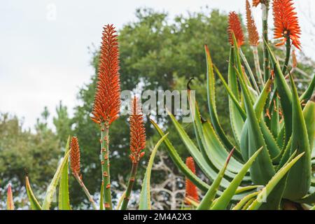 Aloe de montagne (Aloe marlothii) gros plan en fleur dans le jardin.La montagne Aloe est un grand vert éternel succulent, il grandit jusqu'à 8-10 pieds de haut Banque D'Images