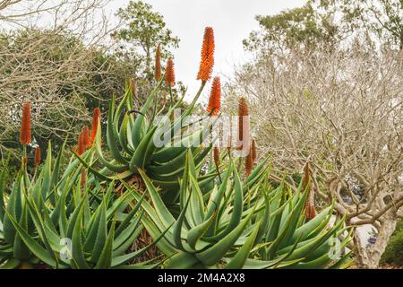 Aloe de montagne (Aloe marlothii) gros plan en fleur dans le jardin.La montagne Aloe est un grand vert éternel succulent, il grandit jusqu'à 8-10 pieds de haut Banque D'Images