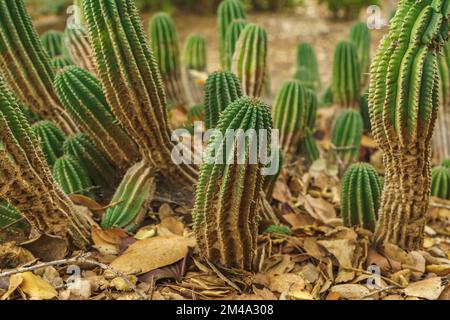 Euphorbia horrida, Afrique baril de lait gros plan dans le désert.Euphorbia horrida est une espèce de cactus originaire d'Afrique du Sud Banque D'Images