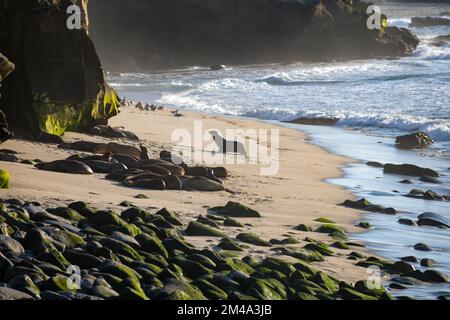 Joint d'étanchéité. Joints sur les roches. Lions de mer sur la falaise de la Jolla Cove à San Diego, Californie. Banque D'Images