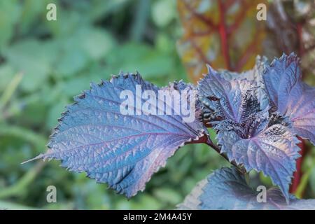 détail de la plante de shiso vue rapprochée en plein air en été perilla frutescens Banque D'Images