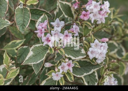 weigela florida variegata fleurs gros plan à l'extérieur en été Banque D'Images