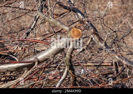 un tas de petites branches sciées dans la forêt pendant la journée Banque D'Images