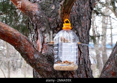 Garde-manger maison accrochée sur un arbre de Noël avec du grain et des noix dans la forêt pendant la journée Banque D'Images