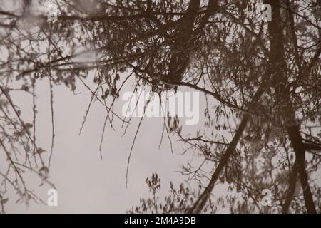 reflet d'un arbre dans une flaque dans l'après-midi en automne Banque D'Images