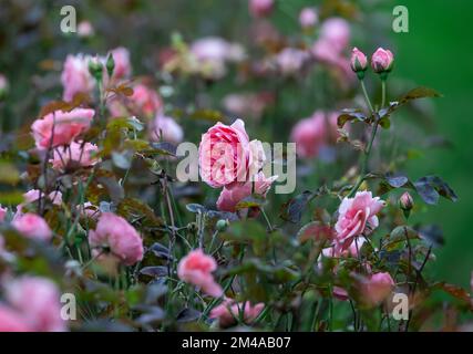 Fleurs de rose dans le jardin Banque D'Images