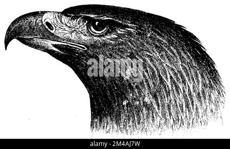 aigle royal, tête, Aquila chrysaetos, (, ), Steinadler, Kopf, l'Aigle royal, tête Banque D'Images