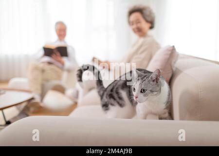 Couple chinois senior joyeux avec leur chat Banque D'Images