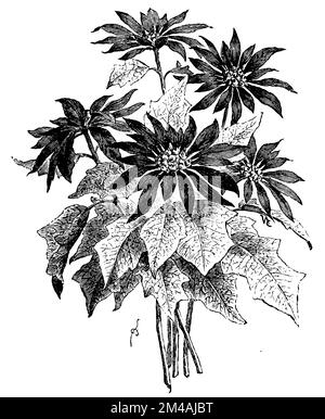 Poinettia, Euphorbia pulcherrima, (, 1911), Weihnachtsstern, poinsettia Banque D'Images