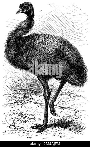 emu, Dromaius novaehollandiae, (, ), Großer EMU, émeu d'Australie Banque D'Images