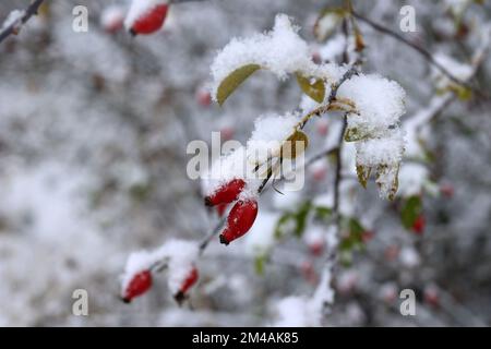 Les hanches se sont roses sur les branches de l'arbuste en hiver Banque D'Images