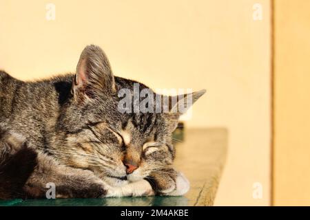 Le chat rayé gris repose sur la table sur fond jaune. L'hôtesse lui fait doucement un coup de chat sur la fourrure. Cat yeux fermés. Banque D'Images