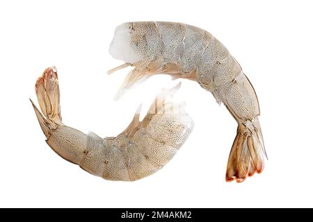 Crevettes blanches fraîches isolées sur fond blanc Banque D'Images