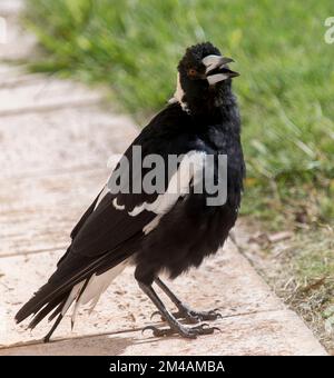 Magpie australienne (caracticus tibicen) par temps chaud essayant de refroidir - plumes soufflées et bec ouvert. Sur le chemin dans le jardin du Queensland. Banque D'Images