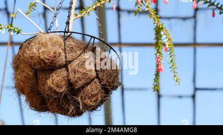 Vue rapprochée et ascendante d'un pot de noix de coco suspendu. La plante est plantée dans un pot décoratif suspendu. Le pot en fil est rempli de coconu déchiqueté Banque D'Images