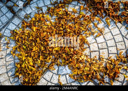 Un cercle de briques de pavage à partir de la tête de feuilles dorées mortes qui sont tombées sur le sol. Banque D'Images