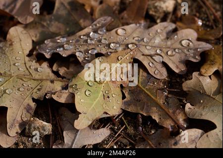 De plus près de la rosée du matin sur la feuille d'or sèche d'un chêne tombé sur terre dans la forêt le jour de l'automne Banque D'Images