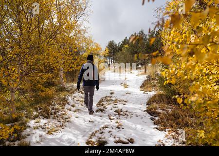 Vue arrière de tout le corps de touriste anonyme mâle avec marche à dos le long de l'allée enneigée entre les arbres foliaires jaunes dans la forêt d'automne Banque D'Images