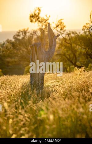 La souche d'un arbre de Bloodwood occidental mort (Corymbia terminalis) se trouve parmi l'herbe Mitchell indigène (Astrebla laponcea) à la lumière dorée du matin Banque D'Images