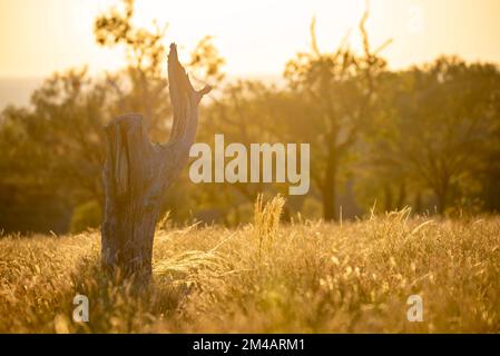 La souche d'un arbre de Bloodwood occidental mort (Corymbia terminalis) se trouve parmi l'herbe Mitchell indigène (Astrebla laponcea) à la lumière dorée du matin Banque D'Images