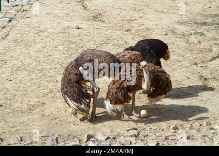 İzmir, Turquie - Mars 31 2013 : autruche et son œuf au zoo Banque D'Images