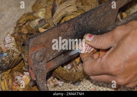 La coupe de la noix de bételoque fait une petite vie pour quelques Adi Gallo-gens, vivant le long de la rue près de la confluence des rivières Siang et Yomgo Banque D'Images