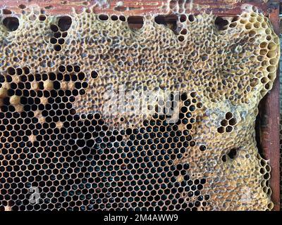 Texture d'arrière-plan et motif d'une section de nid d'abeille de cire d'une ruche d'abeille remplie de miel doré dans une vue plein cadre. Photo de haute qualité Banque D'Images