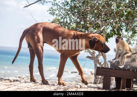 Amitié entre singe et chien, jouer les uns avec les autres à la plage et s'amuser Banque D'Images