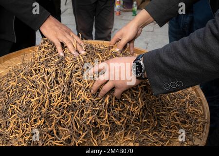 Sélection du champignon de la chenille ou Yartsa Gunbu (Ophiocordyceps sinensis) pour la vente. Lhassa. Région autonome du Tibet. Chine. Banque D'Images