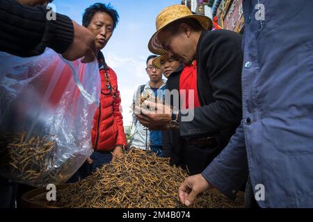 Vente de Yartsa Gunbu (Ophiocordyceps sinensis), le champignon de la chenille considéré comme un aphrodisiaque et une cure-tous pour toute maladie dans les deux CH traditionnels Banque D'Images