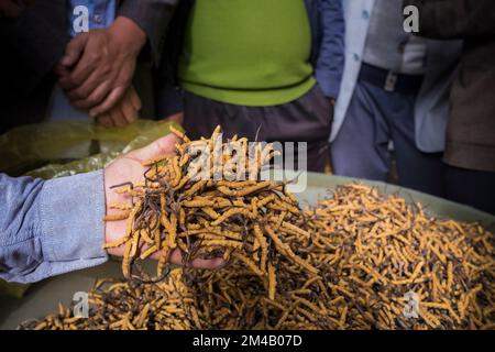 Sélection du champignon de la chenille ou Yartsa Gunbu (Ophiocordyceps sinensis) pour la vente. Le champignon de la chenille est considéré comme un aphrodisiaque et un remède-al Banque D'Images