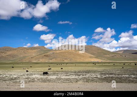 Troupeau de yaks paissant. Région autonome du Tibet. Chine. Banque D'Images