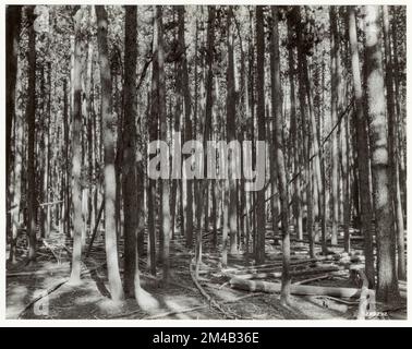 Éclaircie - Wyoming. Photographies relatives aux forêts nationales, aux pratiques de gestion des ressources, au personnel et à l'histoire culturelle et économique Banque D'Images