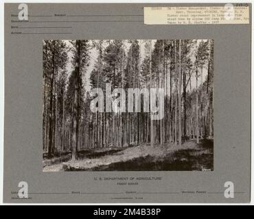 Éclaircie - Wyoming. Photographies relatives aux forêts nationales, aux pratiques de gestion des ressources, au personnel et à l'histoire culturelle et économique Banque D'Images