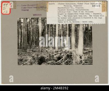 Éclaircie - Wyoming. Photographies relatives aux forêts nationales, aux pratiques de gestion des ressources, au personnel et à l'histoire culturelle et économique Banque D'Images