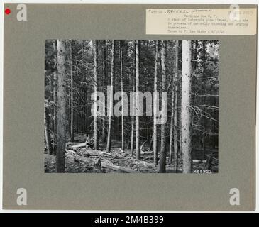 Éclaircie - Wyoming. Photographies relatives aux forêts nationales, aux pratiques de gestion des ressources, au personnel et à l'histoire culturelle et économique Banque D'Images