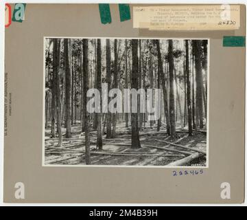 Éclaircie - Wyoming. Photographies relatives aux forêts nationales, aux pratiques de gestion des ressources, au personnel et à l'histoire culturelle et économique Banque D'Images