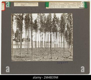 Éclaircie - Wyoming. Photographies relatives aux forêts nationales, aux pratiques de gestion des ressources, au personnel et à l'histoire culturelle et économique Banque D'Images