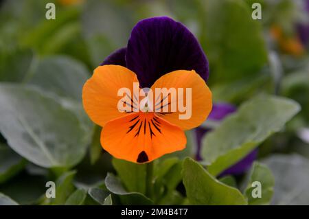 Une seule Viola cornuta admirez la « Orange Purple Wing » (Horned Pansy) Flower Grown in a Border in an English Country Garden, Lancashire, Angleterre, Royaume-Uni. Banque D'Images