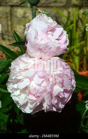 Paire de grandes fleurs blanches/roses Paeonia lactiflora 'Temple de Shirley' (pivoine) cultivées dans une frontière dans un jardin anglais de pays, Lancashire, Angleterre, Royaume-Uni. Banque D'Images