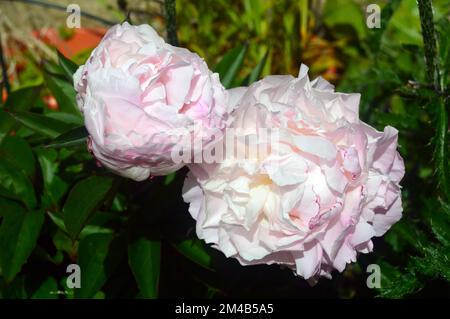 Paire de grandes fleurs blanches/roses Paeonia lactiflora 'Temple de Shirley' (pivoine) cultivées dans une frontière dans un jardin anglais de pays, Lancashire, Angleterre, Royaume-Uni. Banque D'Images