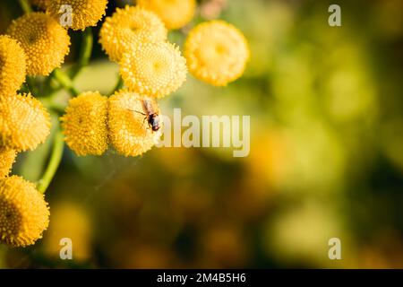 Tansy en fleur, fleurs jaunes en gros plan avec un arrière-plan flou. Banque D'Images