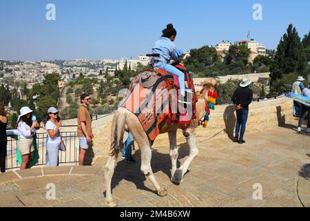 JÉRUSALEM, ISRAËL - 29 OCTOBRE 2022 : le touriste aime faire une balade à dos de chameau sur le Mont des oliviers à Jérusalem, en Israël. Jérusalem est un grand tourisme, pèlerinage Banque D'Images