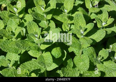 Menthe de pomme (Mentha suaveolens) dans le jardin. Banque D'Images