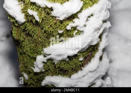 photo de la mousse verte qui pousse sur un arbre en hiver dans la neige Banque D'Images