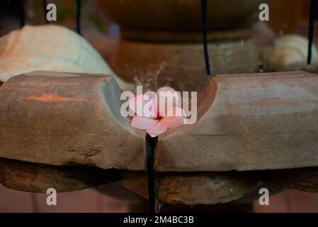 Fleur rose dans une fontaine en béton Banque D'Images