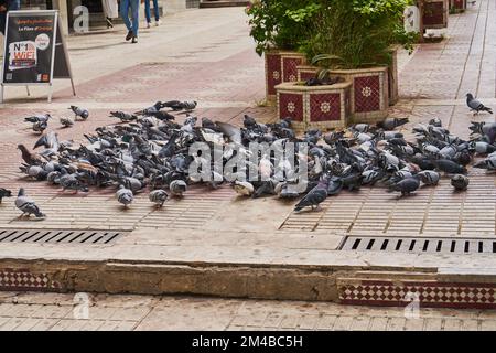 Pigeons dans une rue marocaine Banque D'Images