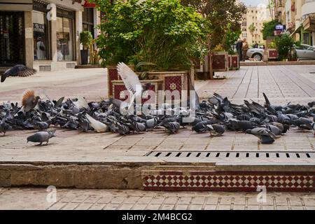 Pigeons dans une rue marocaine Banque D'Images