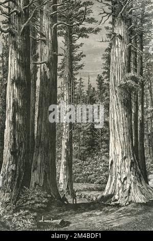 Les grands arbres Sequoia à Mariposa en Californie, Etats-Unis, illustration 1871 Banque D'Images